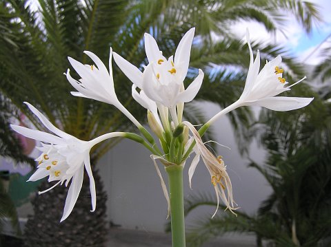 Pancratium canariense