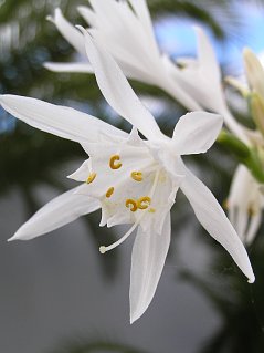 Pancratium canariense