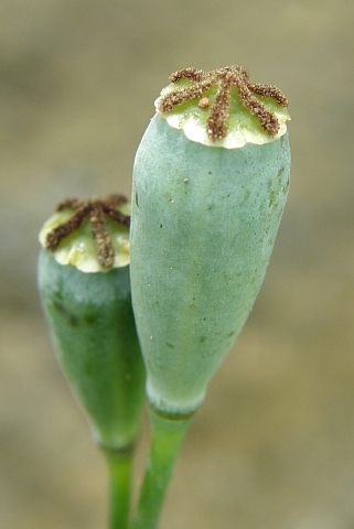 Papaver dubium