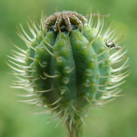 Papaver hybridum