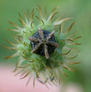 Papaver hybridum