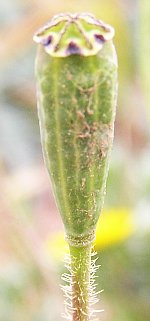 Papaver pinnatifidum