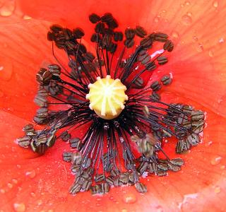 Papaver rhoeas