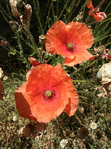 Papaver rhoeas