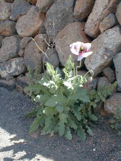 Papaver somniferum