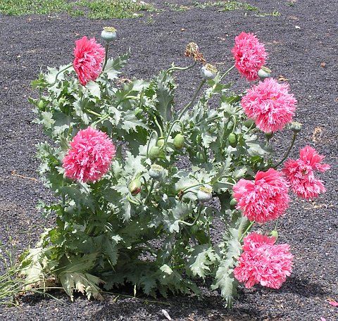 Papaver somniferum