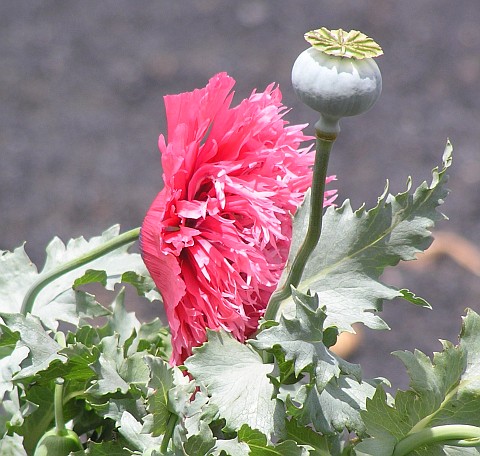 Papaver somniferum