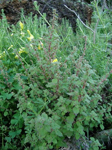 Parietaria debilis