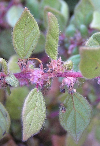 Parietaria filamentosa