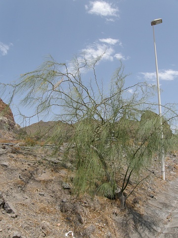 Parkinsonia aculeata