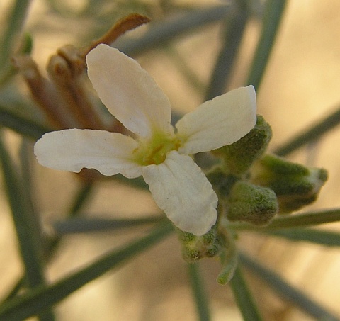 Parolinia filifolia