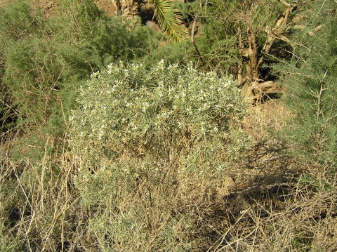 Parolinia filifolia