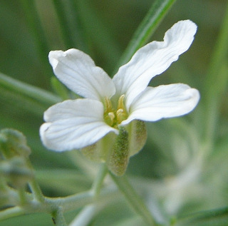 Parolinia glabriuscula