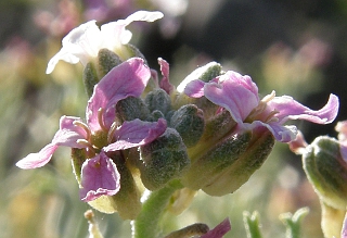 Parolinia intermedia