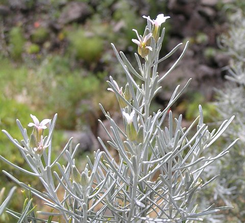 Parolinia platypetala