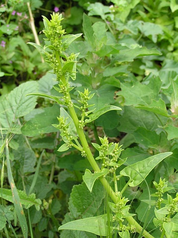 Patellifolia procumbens