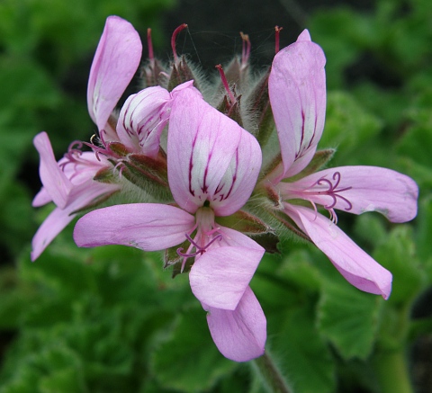 Pelargonium capitatum