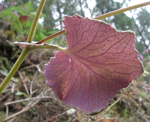 Pericallis cruenta