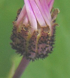 Brcteas involucrales de Pericallis echinata