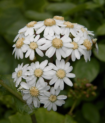 Pericallis murrayi