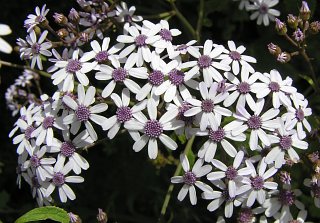 Capítulos de Pericallis papyracea