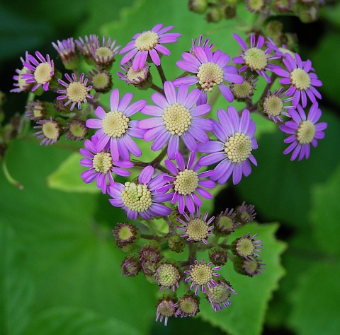 Inflorescencia de Pericallis steetzii