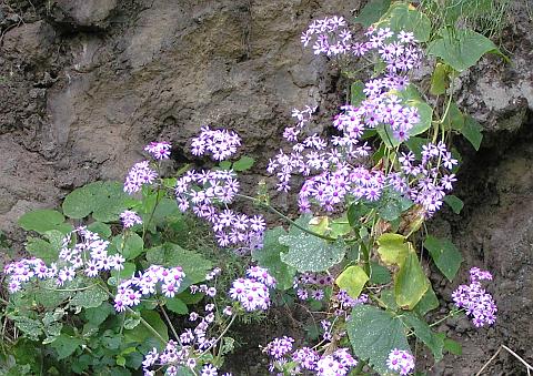 Pericallis webbii