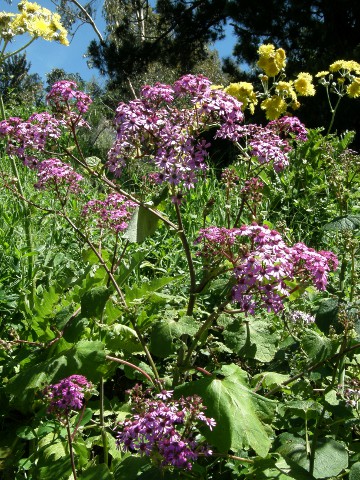 Pericallis webbii