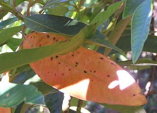 Hoja de Persea indica