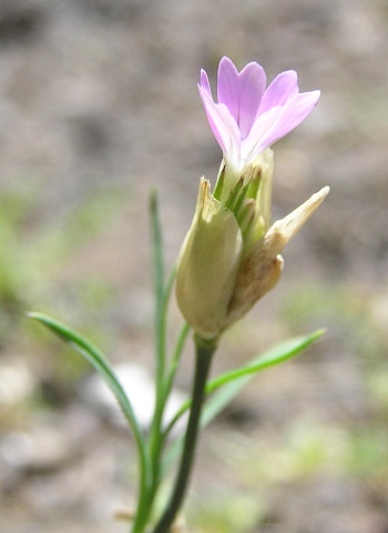 Petrorhagia nanteuilii