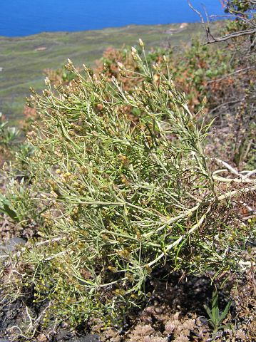 Phagnalon umbelliforme