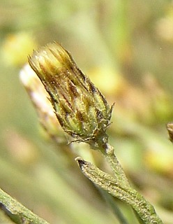 Capítulo de Phagnalon umbelliforme