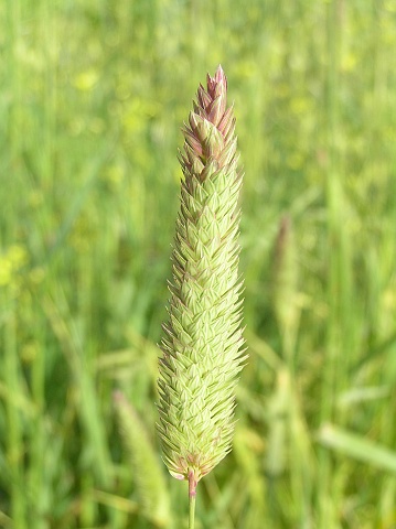 Phalaris aquatica