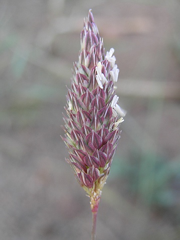 Phalaris coerulescens