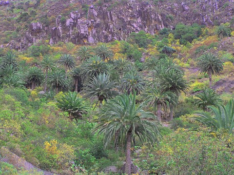 Phoenix canariensis