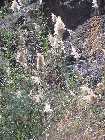 Phragmites australis