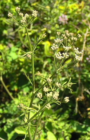 Pimpinella anagodendron