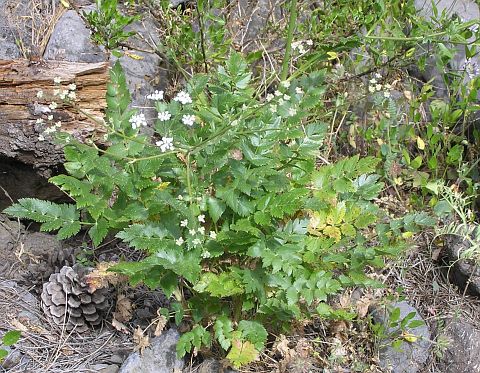 Pimpinella dendrotragium