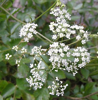 Inflorescencias de Pimpinella dendrotragium