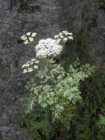 Pimpinella junoniae