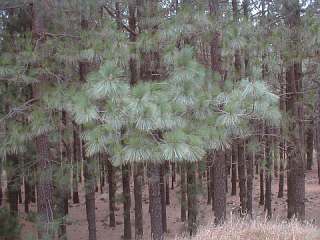 Pinus canariensis