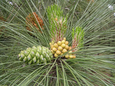 Pinus canariensis