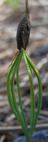 Semilla de Pinus canariensis germinando