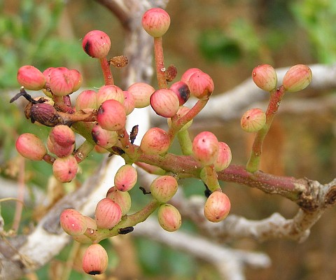 Frutos de Pistacia atlantica