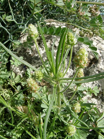 Plantago afra