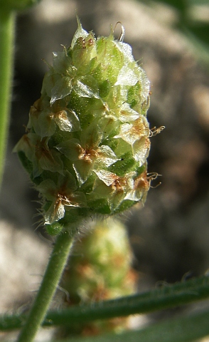 Inflorescencia de Plantago afra