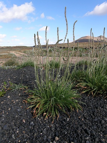 Plantago albicans