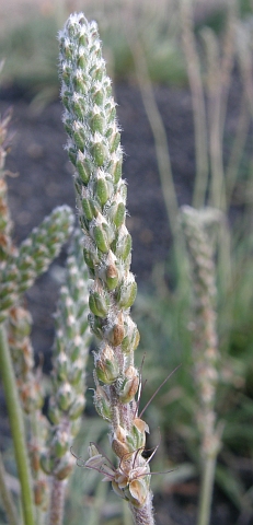 Inflorescencia de Plantago albicans