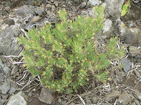 Plantago arborescens