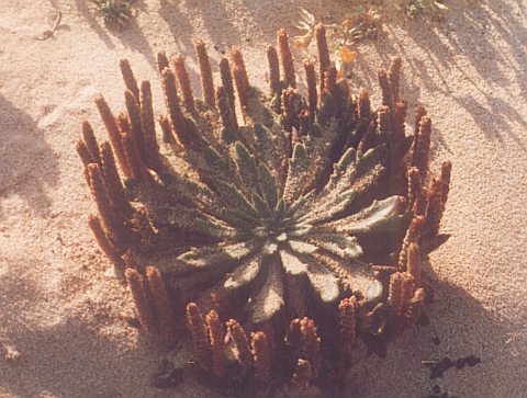 Plantago coronopus